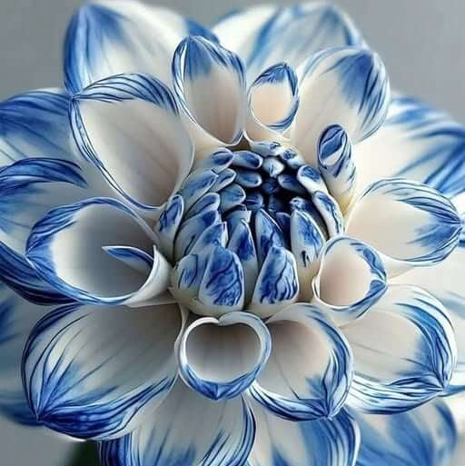 Blue Dahlia Seeds