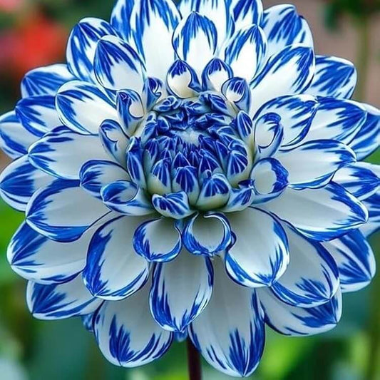 Blue Dahlia Seeds