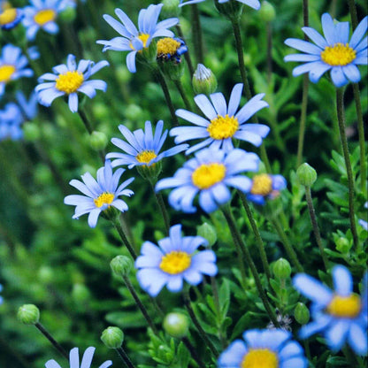 Blue Daisy Seeds 