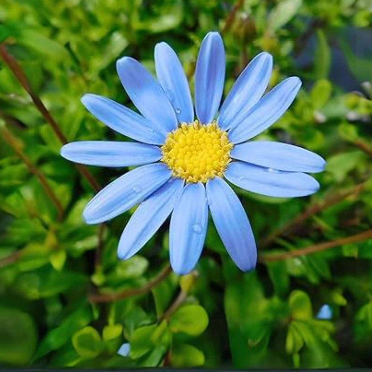Blue Daisy Seeds 
