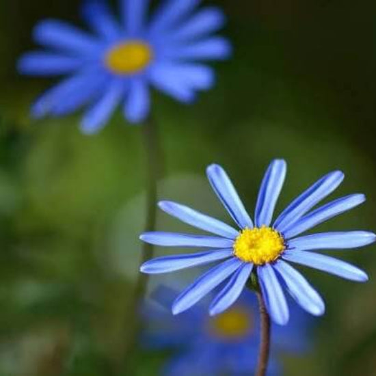 Blue Daisy Seeds 