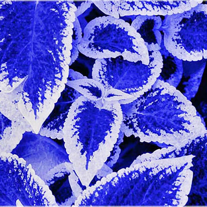 Blue Dragon Coleus seeds
