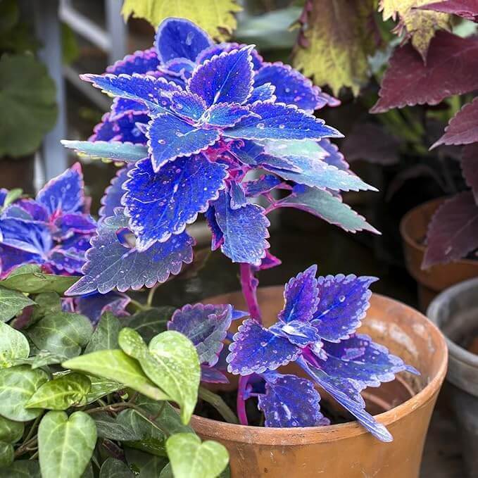 Blue Dragon Coleus seeds