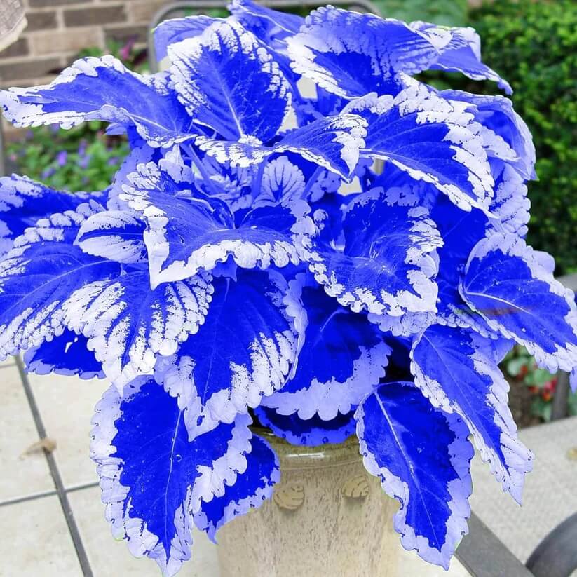 Blue Dragon Coleus seeds