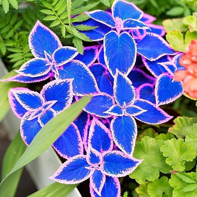 Blue Dragon Coleus seeds