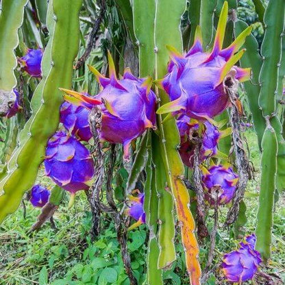 Blue Dragon Seeds