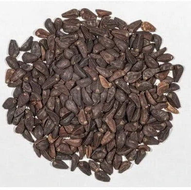 Blue Dragon Seeds