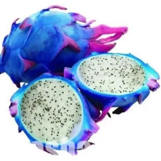 Blue Dragon Seeds