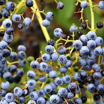 Blue Elderberry Seeds 
