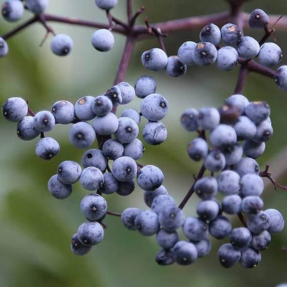 Blue Elderberry Seeds 