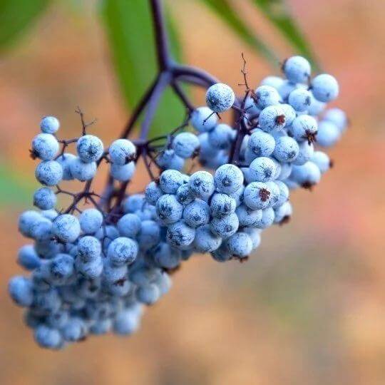 Blue Elderberry Seeds 