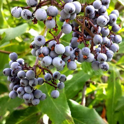 Blue Elderberry Seeds 