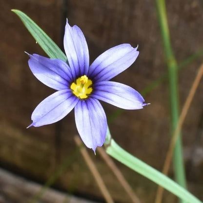 Blue Eyed Grass Seeds - Flower Plant