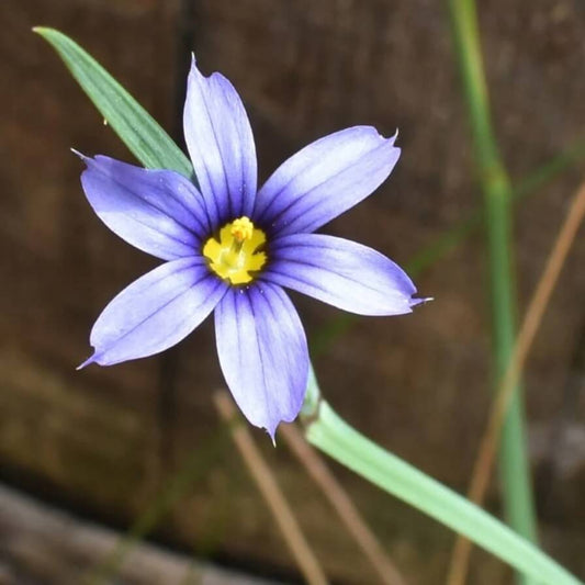Blue Eyed Grass Seeds - Flower Plant