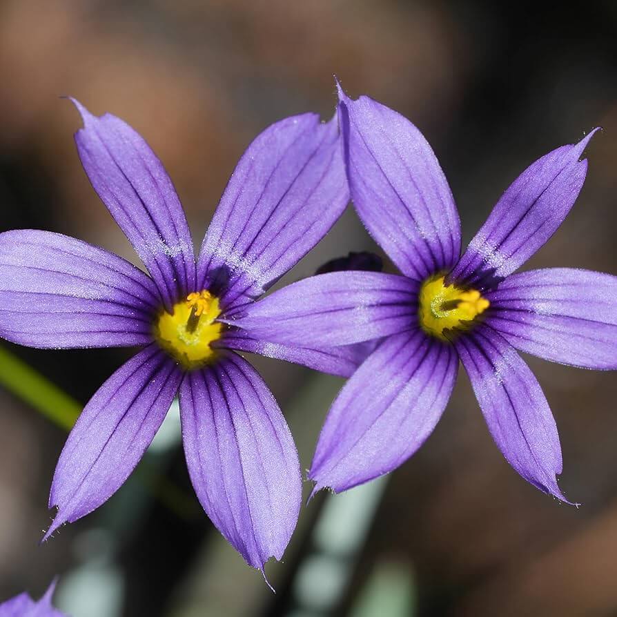 Blue Eyed Grass Seeds - Flower Plant