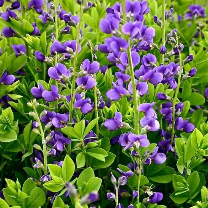 Blue False Indigo Seeds - Flower Plant