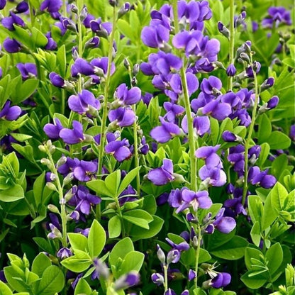 Blue False Indigo Seeds - Flower Plant