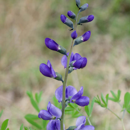 Blue False Indigo Seeds - Flower Plant