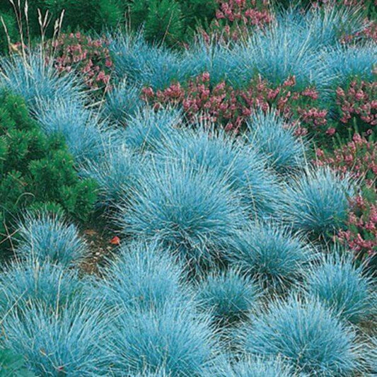 Blue Fescue Seeds - Flower Plant 