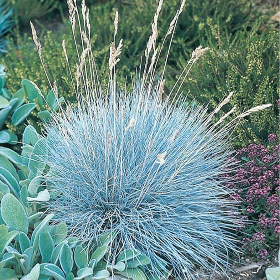 Blue Fescue Seeds - Flower Plant 