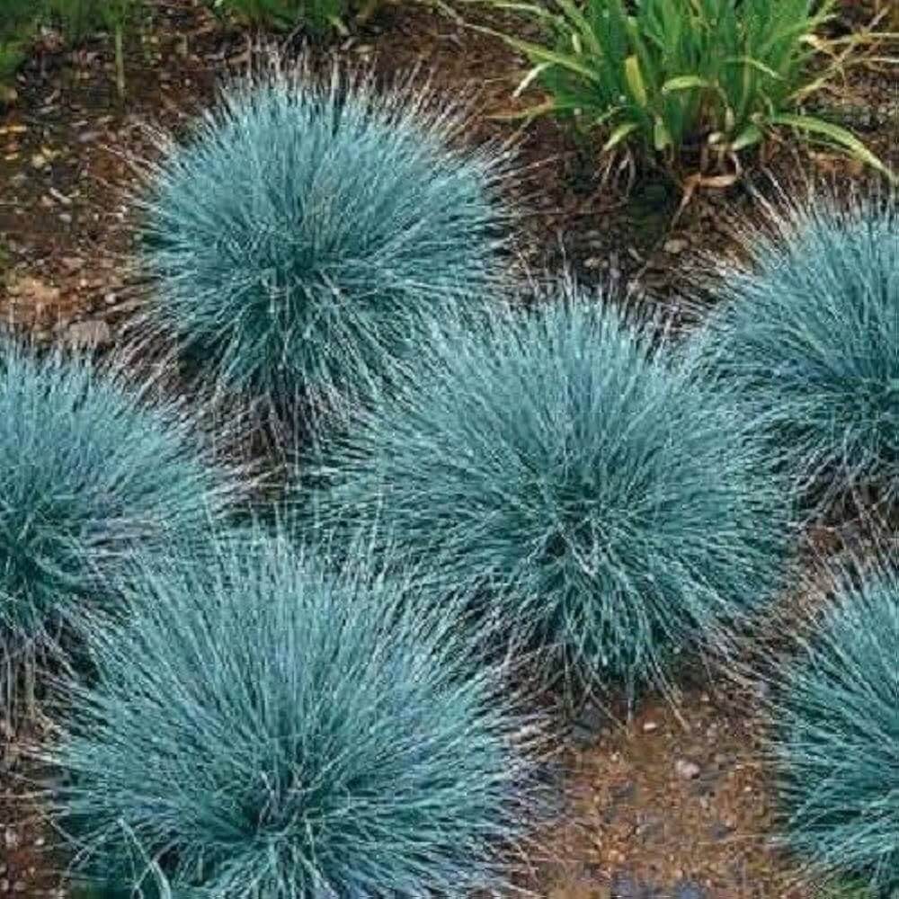 Blue Fescue Seeds - Flower Plant 