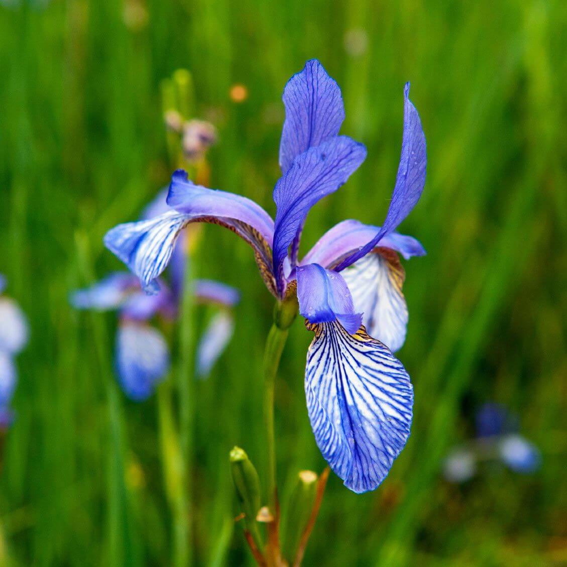 Blue Flag Iris Seeds - Flower Plant