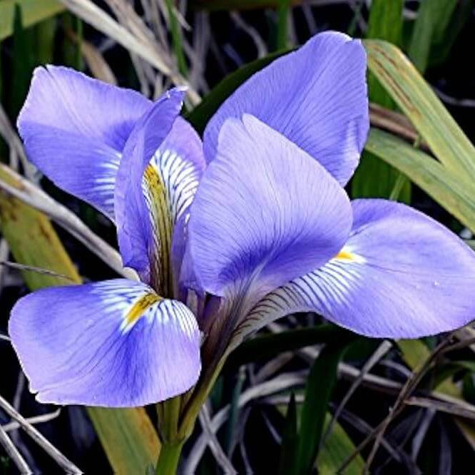 Blue Flag Iris Seeds - Flower Plant