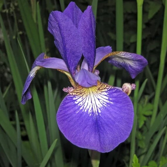 Blue Flag Iris Seeds - Flower Plant