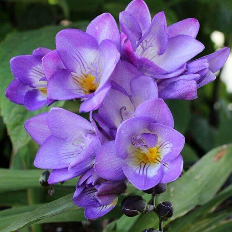 Blue Freesia Seeds - Flower Plant for Home Gardens