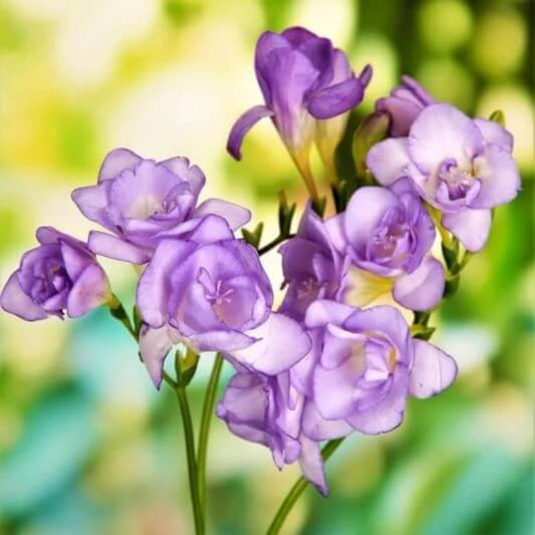Blue Freesia Seeds - Flower Plant for Home Gardens