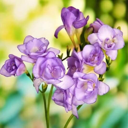 Blue Freesia Seeds - Flower Plant for Home Gardens