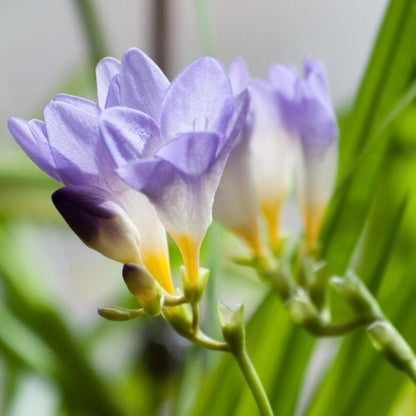 Blue Freesia Seeds - Flower Plant for Home Gardens