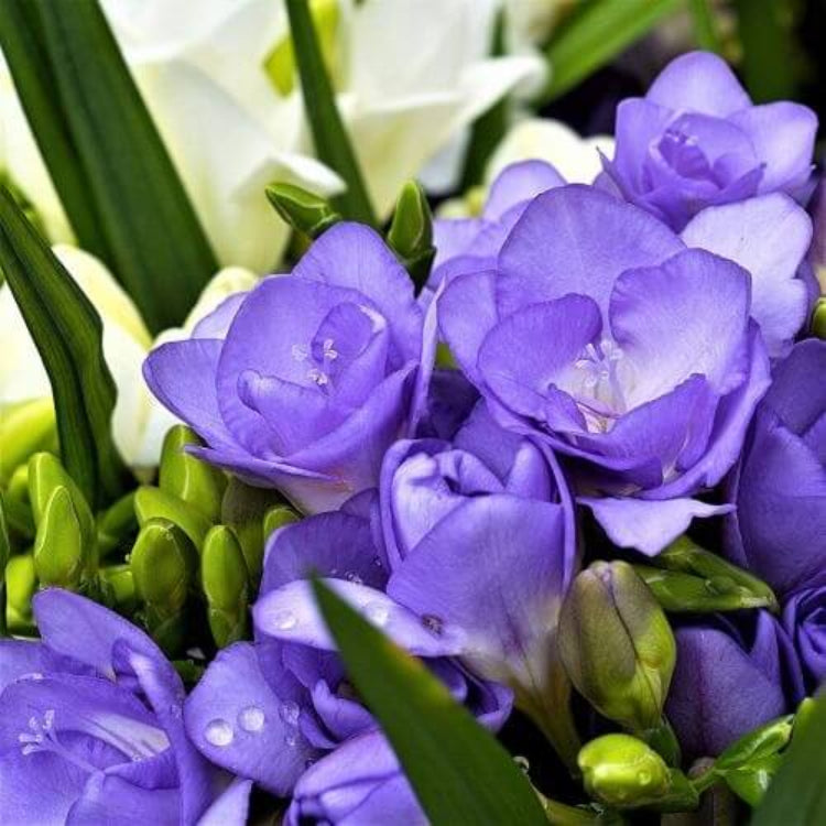 Blue Freesia Seeds - Flower Plant for Home Gardens