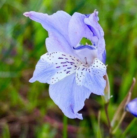 Blue Gladiolus Seeds 