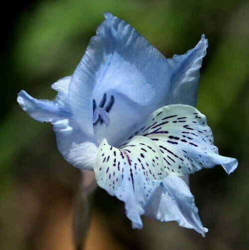 Blue Gladiolus Seeds 