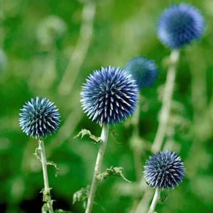 Blue Globe Thistle Seeds