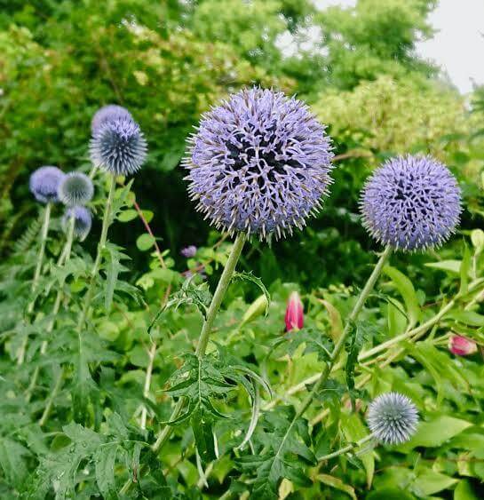 Blue Globe Thistle Seeds