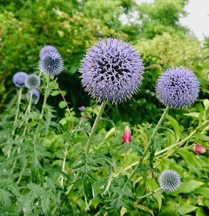 Blue Globe Thistle Seeds