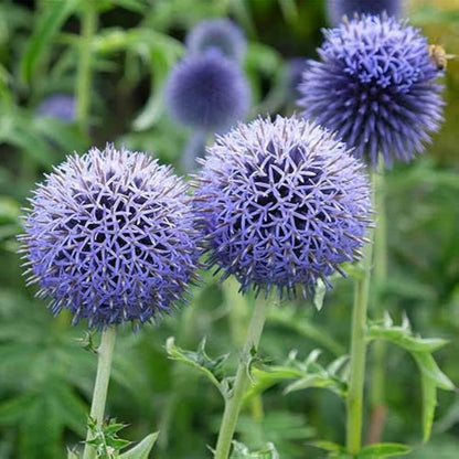 Blue Globe Thistle Seeds