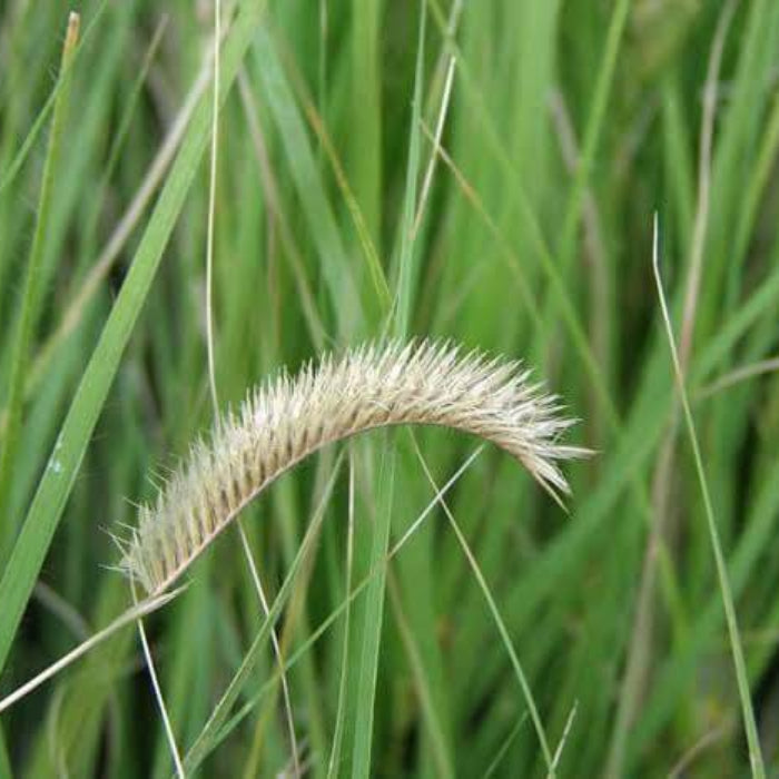 Blue Grama Grass Seeds - Grass Seeds for Home Gardens