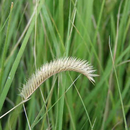 Blue Grama Grass Seeds - Grass Seeds for Home Gardens