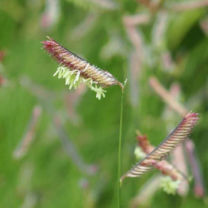 Blue Grama Grass Seeds - Grass Seeds for Home Gardens