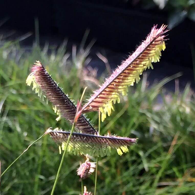 Blue Grama Grass Seeds - Grass Seeds for Home Gardens
