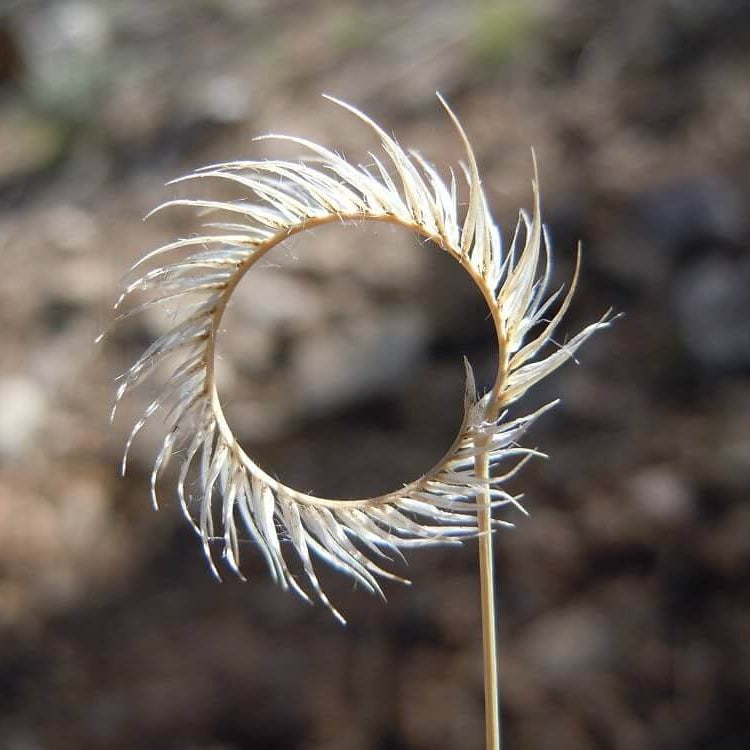 Blue Grama Grass Seeds - Grass Seeds for Home Gardens