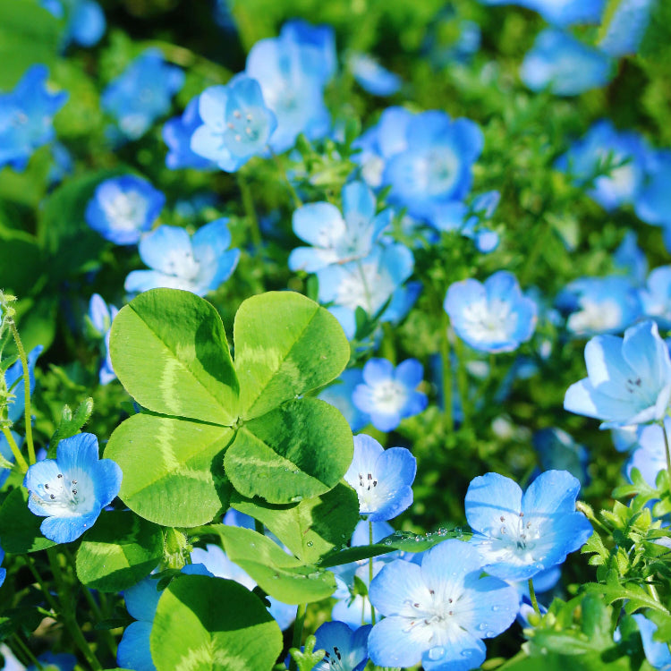 Blue Green Clover Seeds
