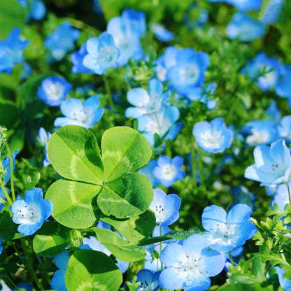 Blue Green Clover Seeds