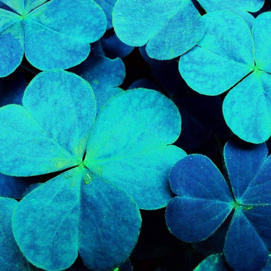 Blue Green Clover Seeds