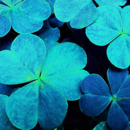 Blue Green Clover Seeds - Herbal Plant
