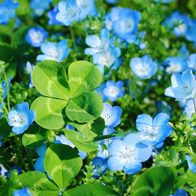 Blue Green Clover Seeds - Herbal Plant