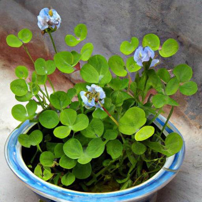 Blue Green Clover Seeds - Herbal Plant
